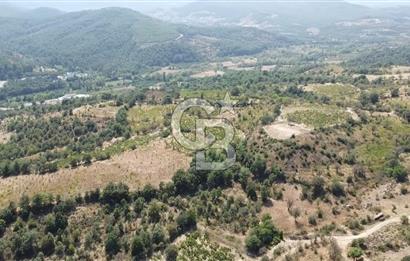 ÇANAKKALE BAYRAMİÇ GEDİK KÖYÜ'N DE MUHTEŞEM SATILIK BAĞ