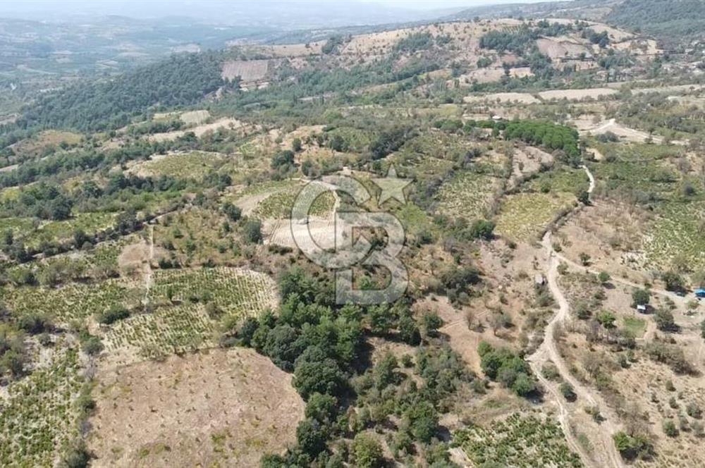 ÇANAKKALE BAYRAMİÇ GEDİK KÖYÜ'N DE MUHTEŞEM SATILIK BAĞ