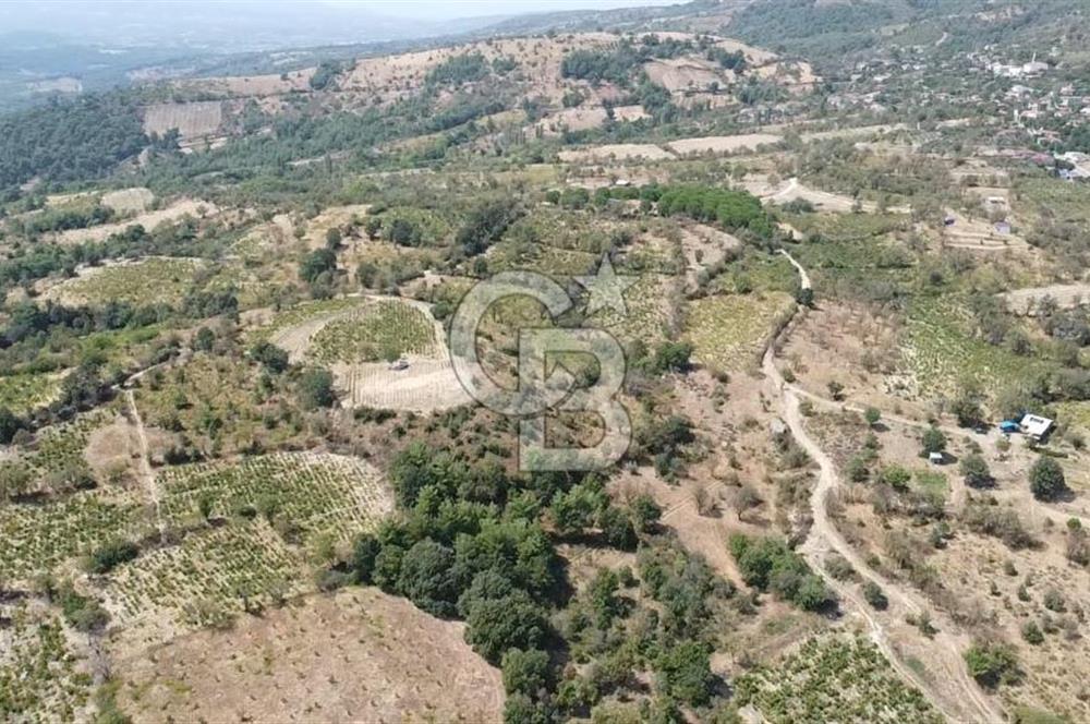 ÇANAKKALE BAYRAMİÇ GEDİK KÖYÜ'N DE MUHTEŞEM SATILIK BAĞ