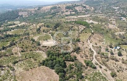 ÇANAKKALE BAYRAMİÇ GEDİK KÖYÜ'N DE MUHTEŞEM SATILIK BAĞ