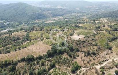 ÇANAKKALE BAYRAMİÇ GEDİK KÖYÜ'N DE MUHTEŞEM SATILIK BAĞ