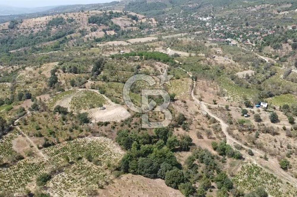 ÇANAKKALE BAYRAMİÇ GEDİK KÖYÜ'N DE MUHTEŞEM SATILIK BAĞ