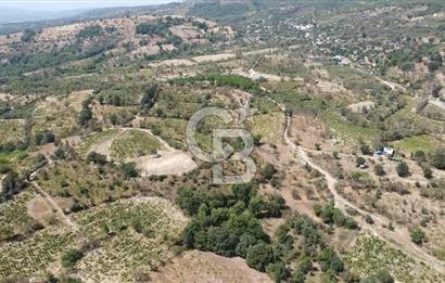 ÇANAKKALE BAYRAMİÇ GEDİK KÖYÜ'N DE MUHTEŞEM SATILIK BAĞ