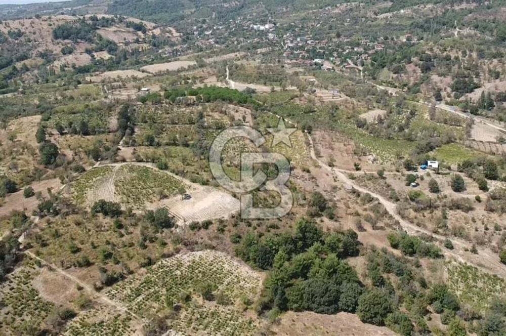 ÇANAKKALE BAYRAMİÇ GEDİK KÖYÜ'N DE MUHTEŞEM SATILIK BAĞ