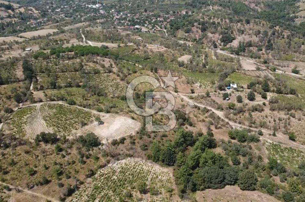 ÇANAKKALE BAYRAMİÇ GEDİK KÖYÜ'N DE MUHTEŞEM SATILIK BAĞ