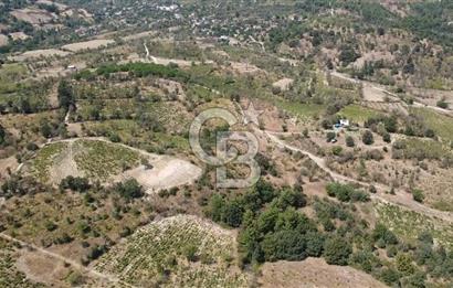 ÇANAKKALE BAYRAMİÇ GEDİK KÖYÜ'N DE MUHTEŞEM SATILIK BAĞ