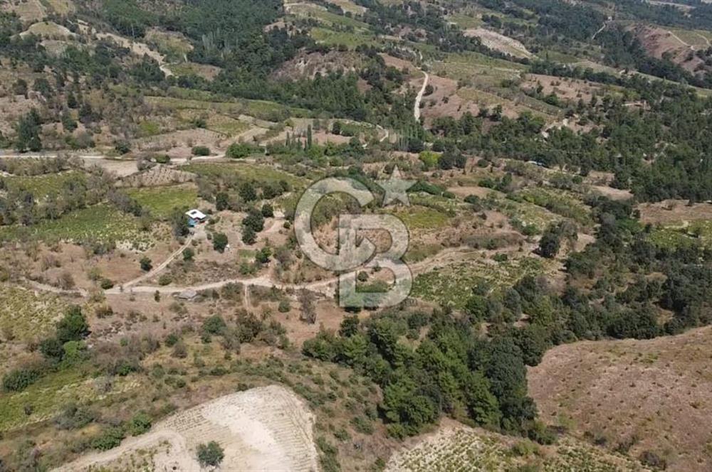 ÇANAKKALE BAYRAMİÇ GEDİK KÖYÜ'N DE MUHTEŞEM SATILIK BAĞ