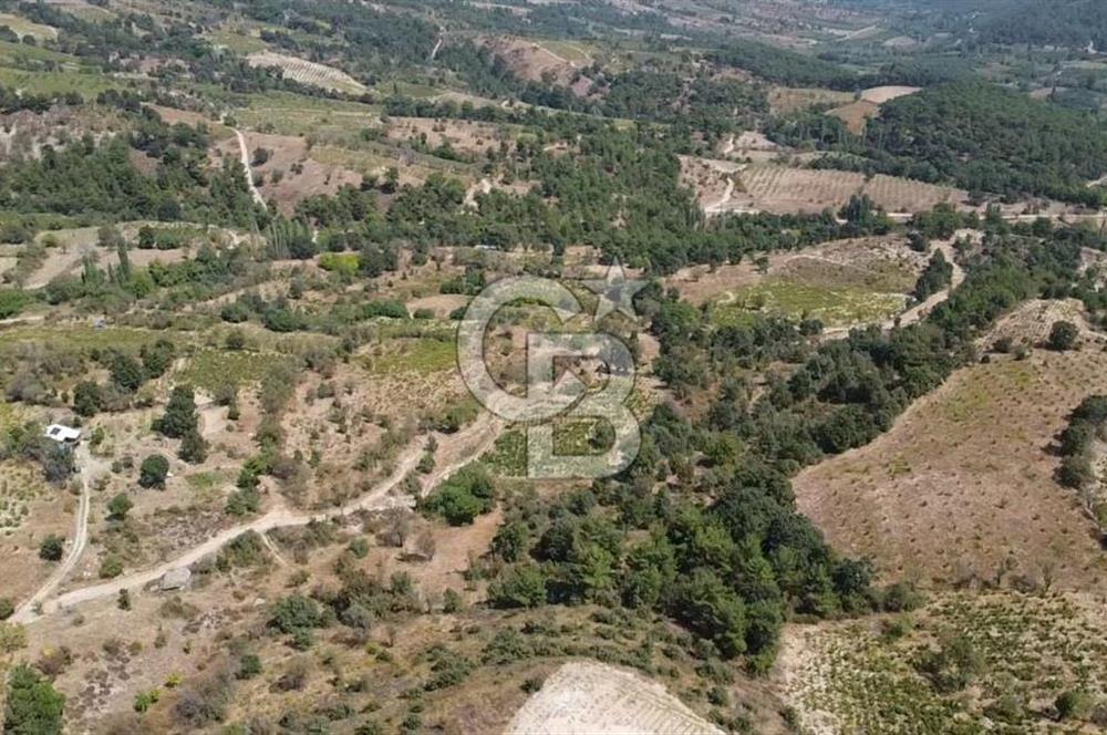 ÇANAKKALE BAYRAMİÇ GEDİK KÖYÜ'N DE MUHTEŞEM SATILIK BAĞ