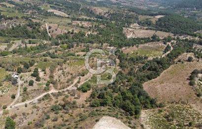 ÇANAKKALE BAYRAMİÇ GEDİK KÖYÜ'N DE MUHTEŞEM SATILIK BAĞ