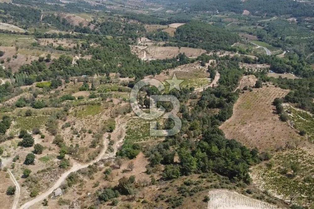 ÇANAKKALE BAYRAMİÇ GEDİK KÖYÜ'N DE MUHTEŞEM SATILIK BAĞ