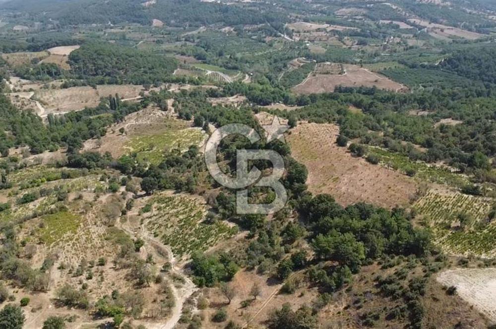 ÇANAKKALE BAYRAMİÇ GEDİK KÖYÜ'N DE MUHTEŞEM SATILIK BAĞ