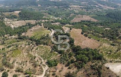 ÇANAKKALE BAYRAMİÇ GEDİK KÖYÜ'N DE MUHTEŞEM SATILIK BAĞ