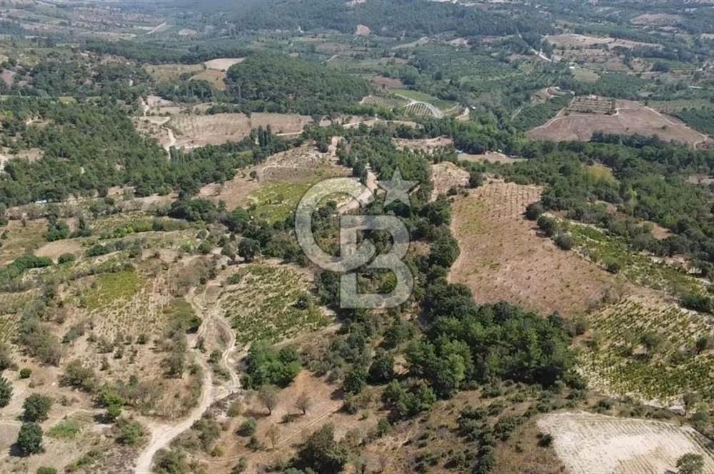 ÇANAKKALE BAYRAMİÇ GEDİK KÖYÜ'N DE MUHTEŞEM SATILIK BAĞ