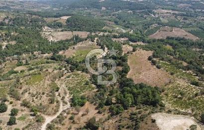 ÇANAKKALE BAYRAMİÇ GEDİK KÖYÜ'N DE MUHTEŞEM SATILIK BAĞ