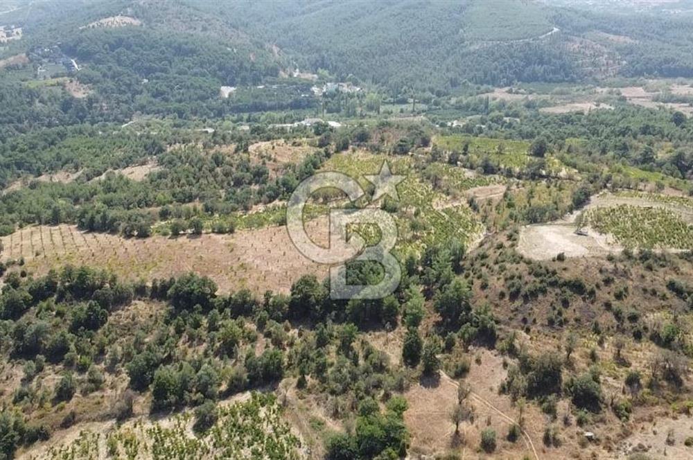 ÇANAKKALE BAYRAMİÇ GEDİK KÖYÜ'N DE MUHTEŞEM SATILIK BAĞ