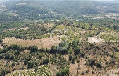 ÇANAKKALE BAYRAMİÇ GEDİK KÖYÜ'N DE MUHTEŞEM SATILIK BAĞ