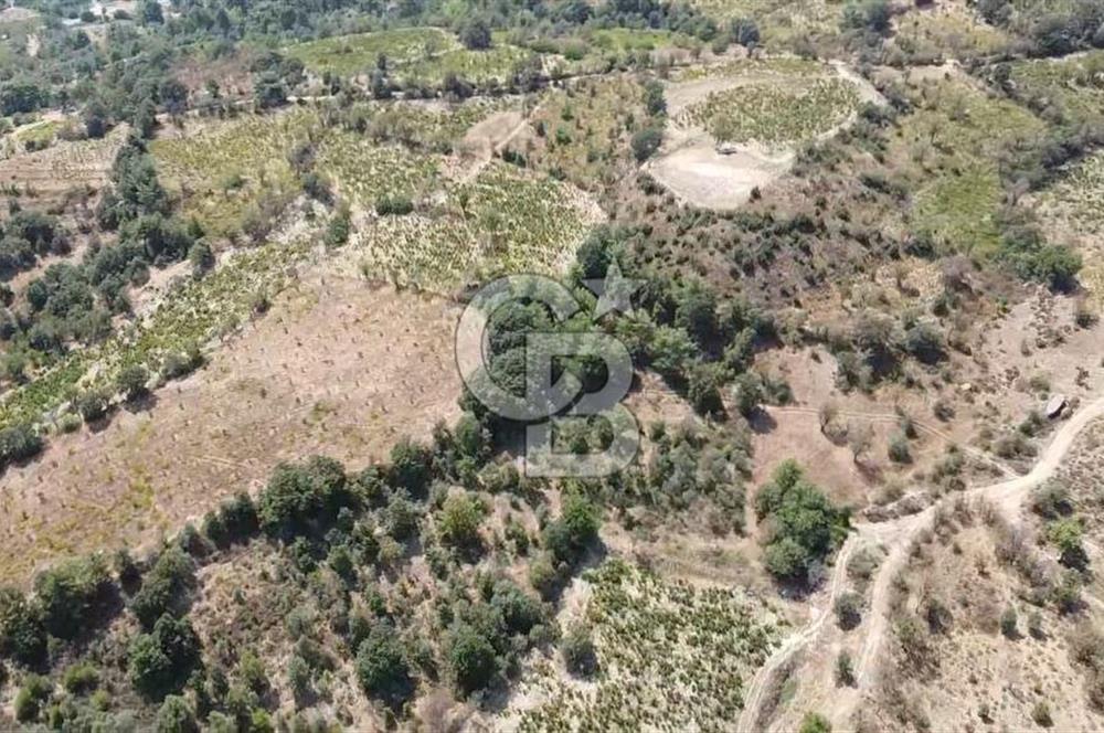 ÇANAKKALE BAYRAMİÇ GEDİK KÖYÜ'N DE MUHTEŞEM SATILIK BAĞ