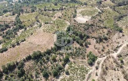 ÇANAKKALE BAYRAMİÇ GEDİK KÖYÜ'N DE MUHTEŞEM SATILIK BAĞ