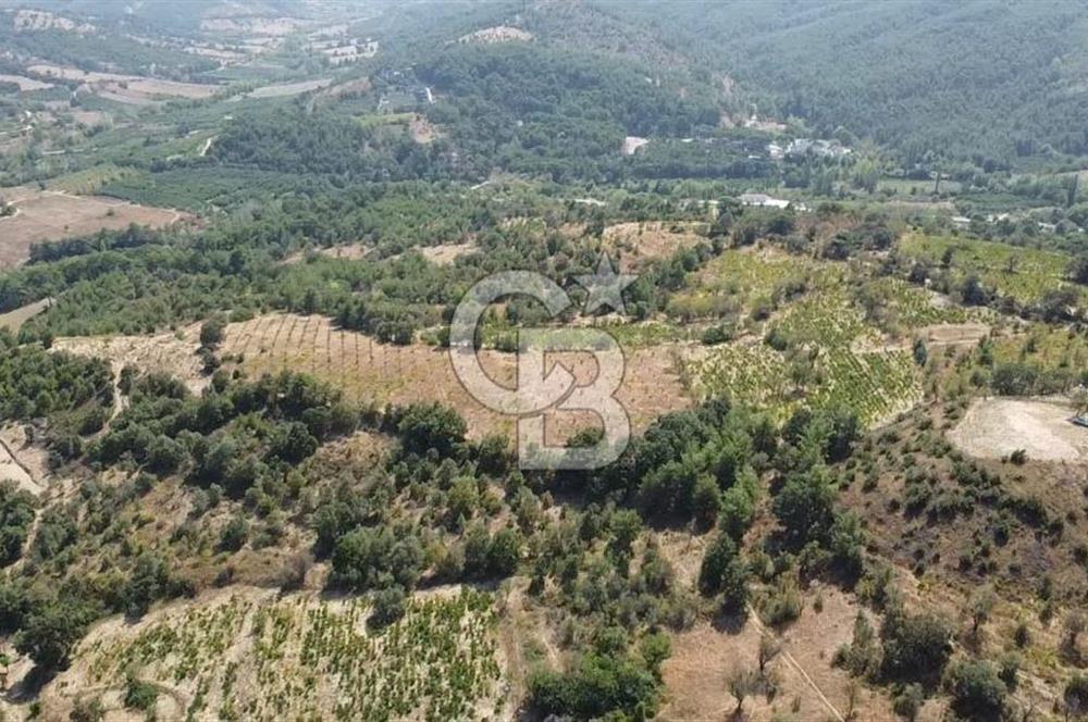 ÇANAKKALE BAYRAMİÇ GEDİK KÖYÜ'N DE MUHTEŞEM SATILIK BAĞ