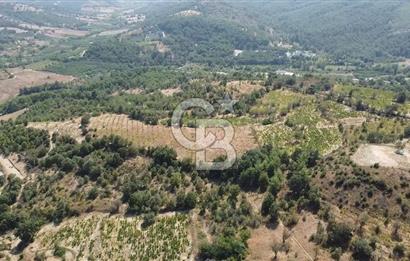 ÇANAKKALE BAYRAMİÇ GEDİK KÖYÜ'N DE MUHTEŞEM SATILIK BAĞ