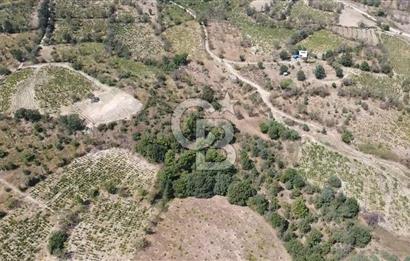 ÇANAKKALE BAYRAMİÇ GEDİK KÖYÜ'N DE MUHTEŞEM SATILIK BAĞ