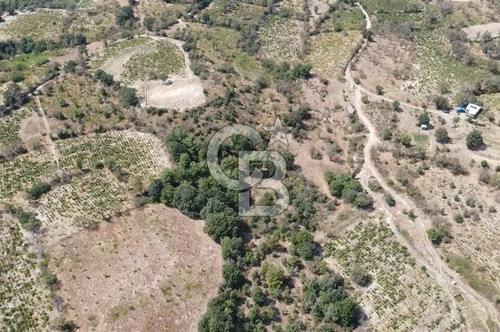 ÇANAKKALE BAYRAMİÇ GEDİK KÖYÜ'N DE MUHTEŞEM SATILIK BAĞ