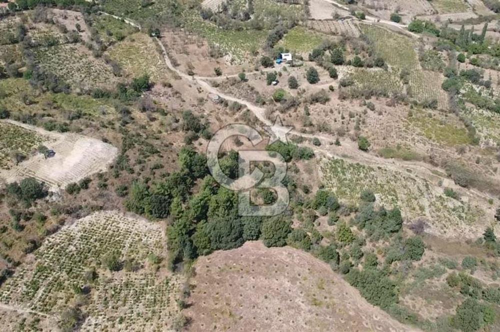 ÇANAKKALE BAYRAMİÇ GEDİK KÖYÜ'N DE MUHTEŞEM SATILIK BAĞ