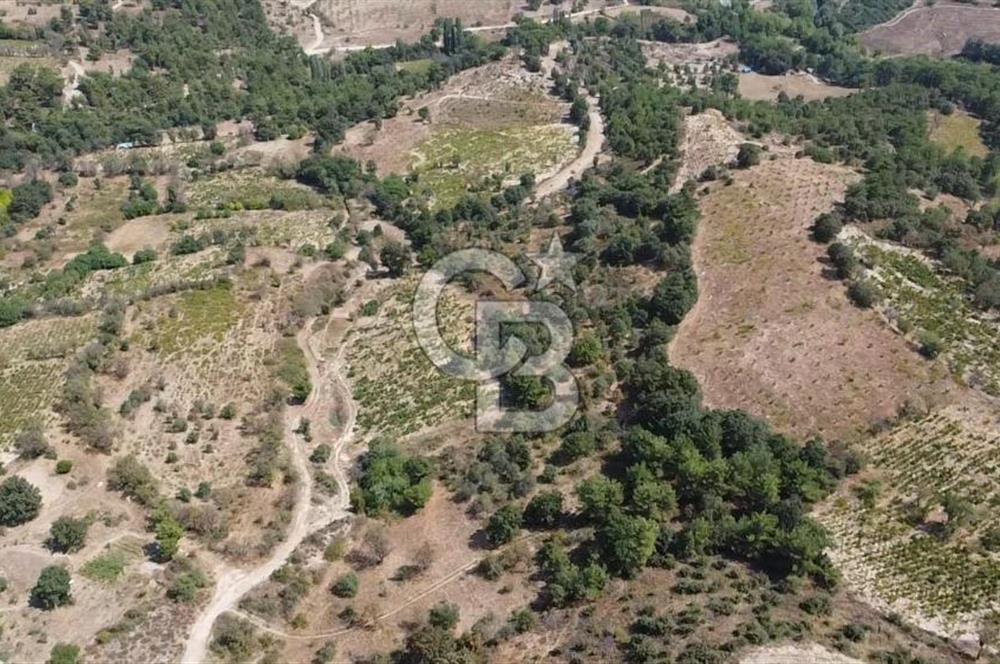 ÇANAKKALE BAYRAMİÇ GEDİK KÖYÜ'N DE MUHTEŞEM SATILIK BAĞ