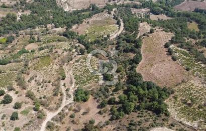 ÇANAKKALE BAYRAMİÇ GEDİK KÖYÜ'N DE MUHTEŞEM SATILIK BAĞ