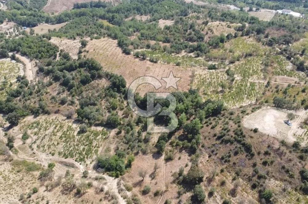 ÇANAKKALE BAYRAMİÇ GEDİK KÖYÜ'N DE MUHTEŞEM SATILIK BAĞ