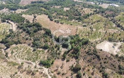 ÇANAKKALE BAYRAMİÇ GEDİK KÖYÜ'N DE MUHTEŞEM SATILIK BAĞ