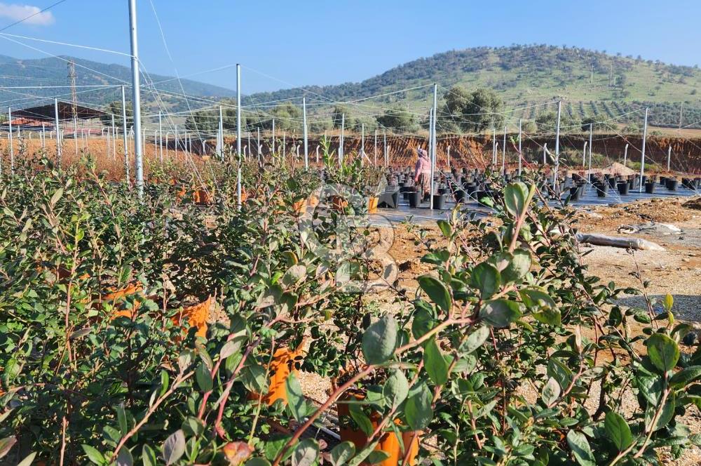 Bayındır'da Topraksız Tarım Sera Çiftliği; Çilek-Yaban Mersini