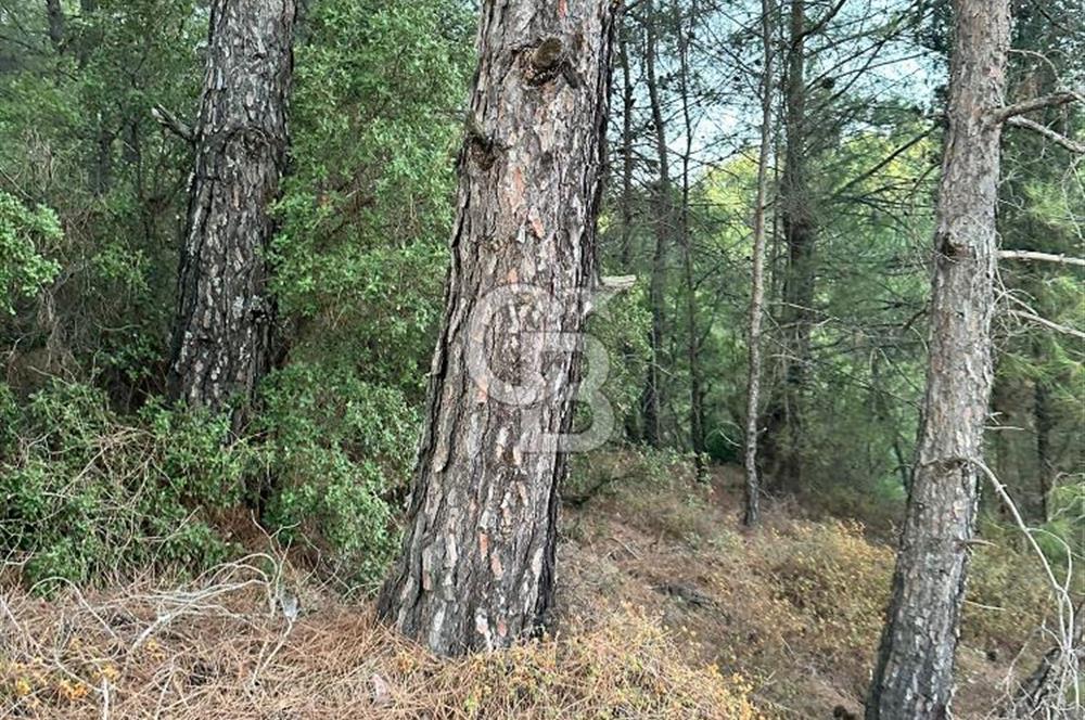 Muğla Yerkesik Satılık Tarla