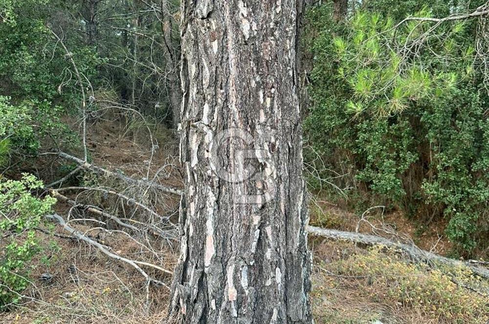 Muğla Yerkesik Satılık Tarla