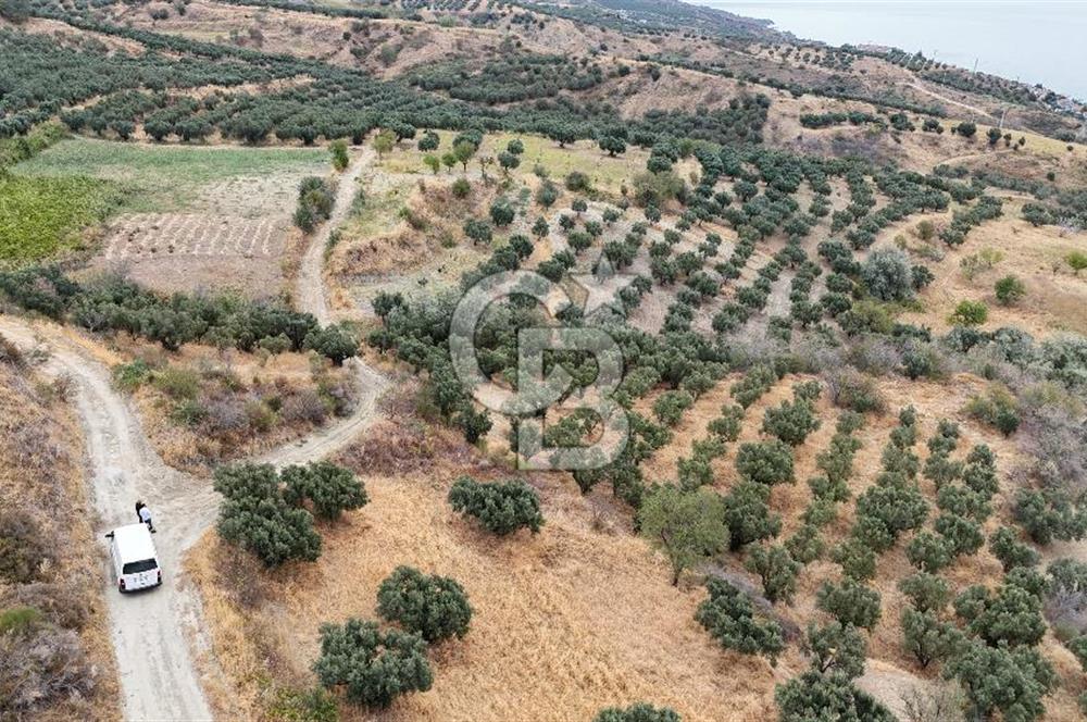 Şarköy Mürefte de 3.8 Dönüm Kupon Resmi Yola Cephe Arazi