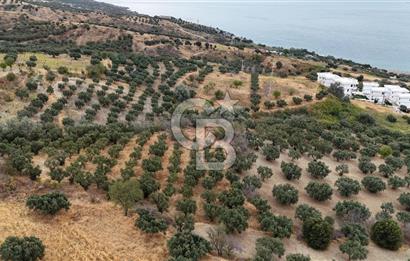 Şarköy Mürefte de 3.8 Dönüm Kupon Resmi Yola Cephe Arazi