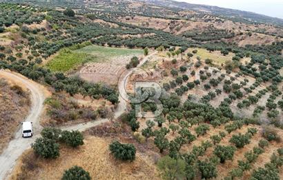 Şarköy Mürefte de 3.8 Dönüm Kupon Resmi Yola Cephe Arazi