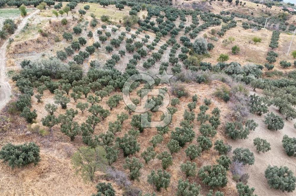 Şarköy Mürefte de 3.8 Dönüm Kupon Resmi Yola Cephe Arazi