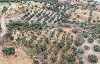 Şarköy Mürefte de 3.8 Dönüm Kupon Resmi Yola Cephe Arazi