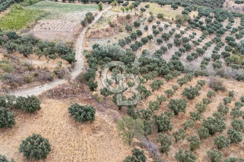 Şarköy Mürefte de 3.8 Dönüm Kupon Resmi Yola Cephe Arazi