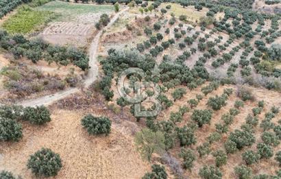 Şarköy Mürefte de 3.8 Dönüm Kupon Resmi Yola Cephe Arazi