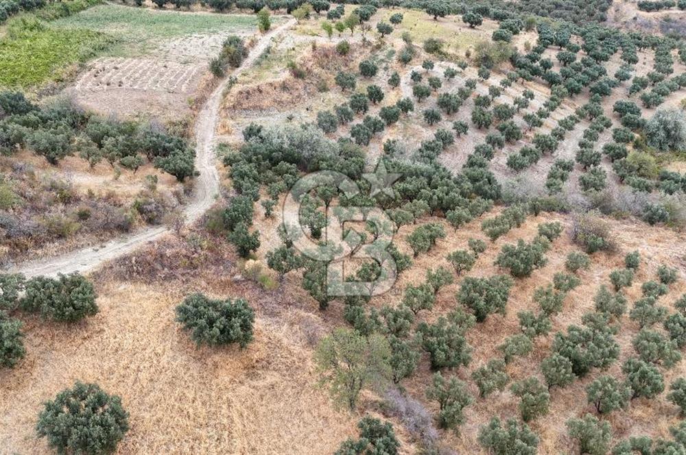 Şarköy Mürefte de 3.8 Dönüm Kupon Resmi Yola Cephe Arazi