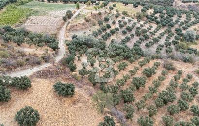 Şarköy Mürefte de 3.8 Dönüm Kupon Resmi Yola Cephe Arazi