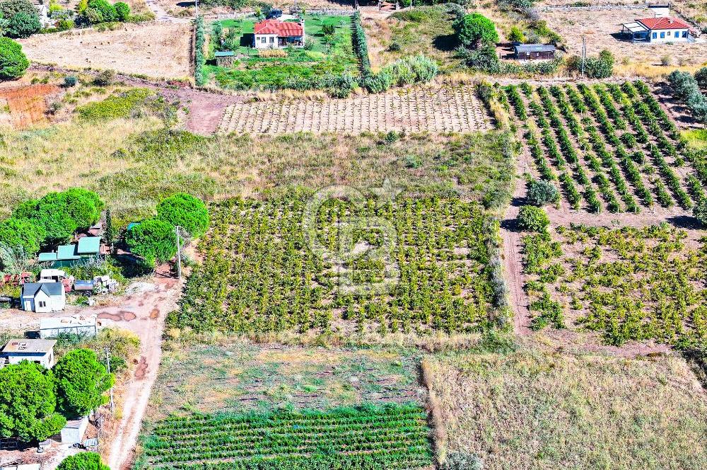 ÇANAKKALE BOZCAADA MERKEZE YAKIN SATILIK TARLA