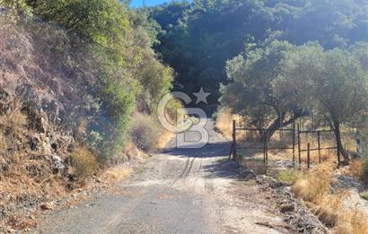 Güzelbahçe Payamlı da  Satılık Yola Cepheli 300 Zeytin Ağaçlı Tarla