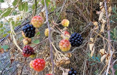 Güzelbahçe Payamlı da  Satılık Yola Cepheli 300 Zeytin Ağaçlı Tarla