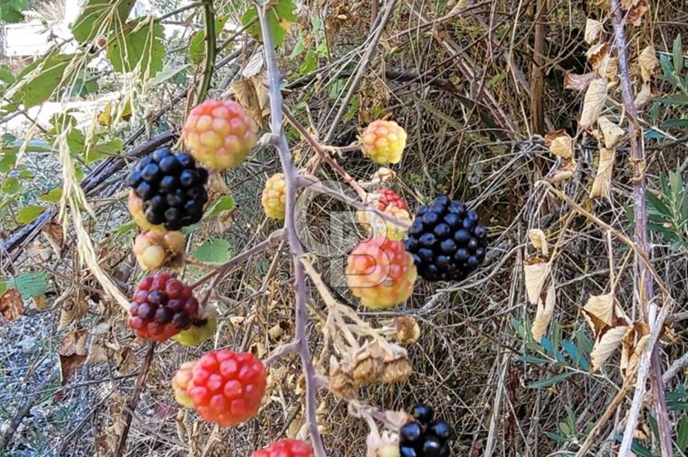 Güzelbahçe Payamlı da  Satılık Yola Cepheli 300 Zeytin Ağaçlı Tarla