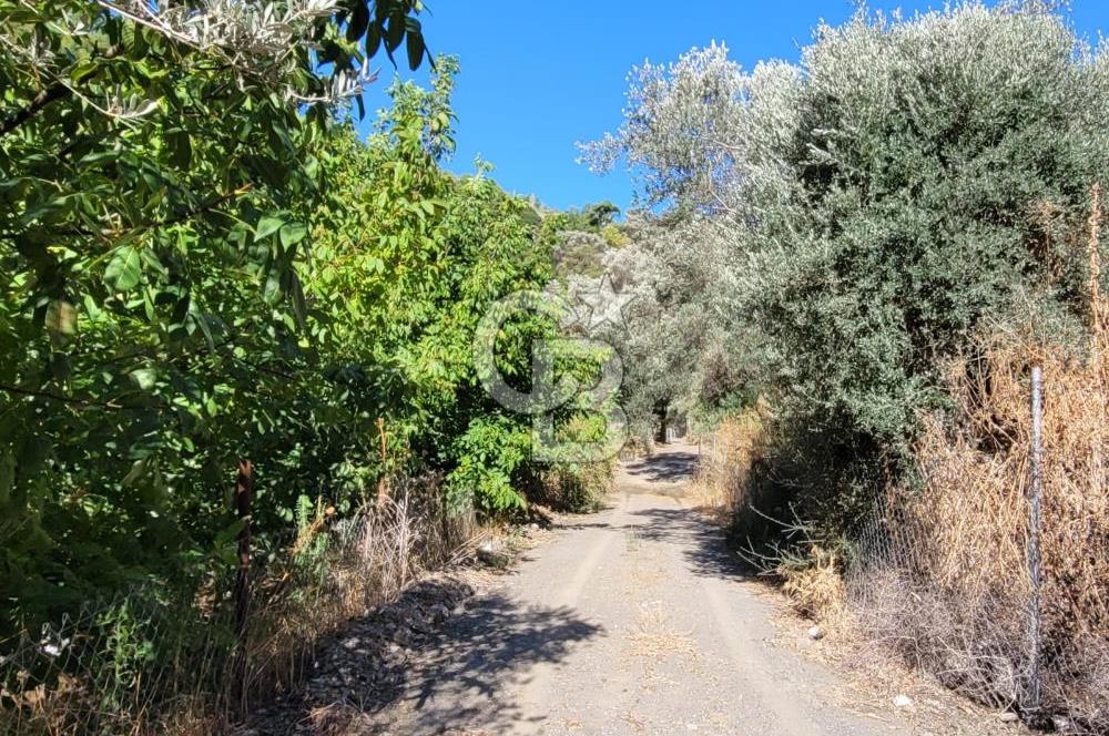 Güzelbahçe Payamlı da  Satılık Yola Cepheli 300 Zeytin Ağaçlı Tarla