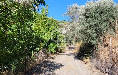 Güzelbahçe Payamlı da  Satılık Yola Cepheli 300 Zeytin Ağaçlı Tarla