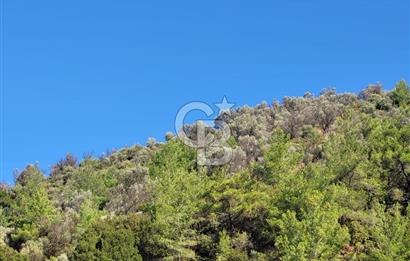 Güzelbahçe Payamlı da  Satılık Yola Cepheli 300 Zeytin Ağaçlı Tarla